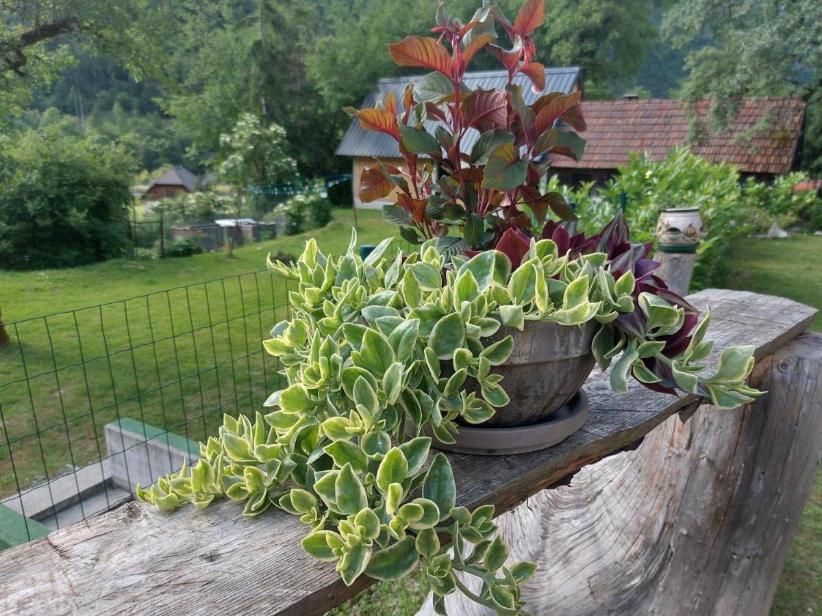 Apartmaji Katrc Soča Esterno foto